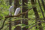 Two Perched Egrets_47333